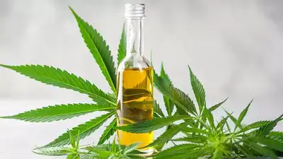 CBD Oil and Its Role in Wellness